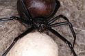 Latrodectus_hasselti_D3633_Z_84_Hamelin pool_Australie